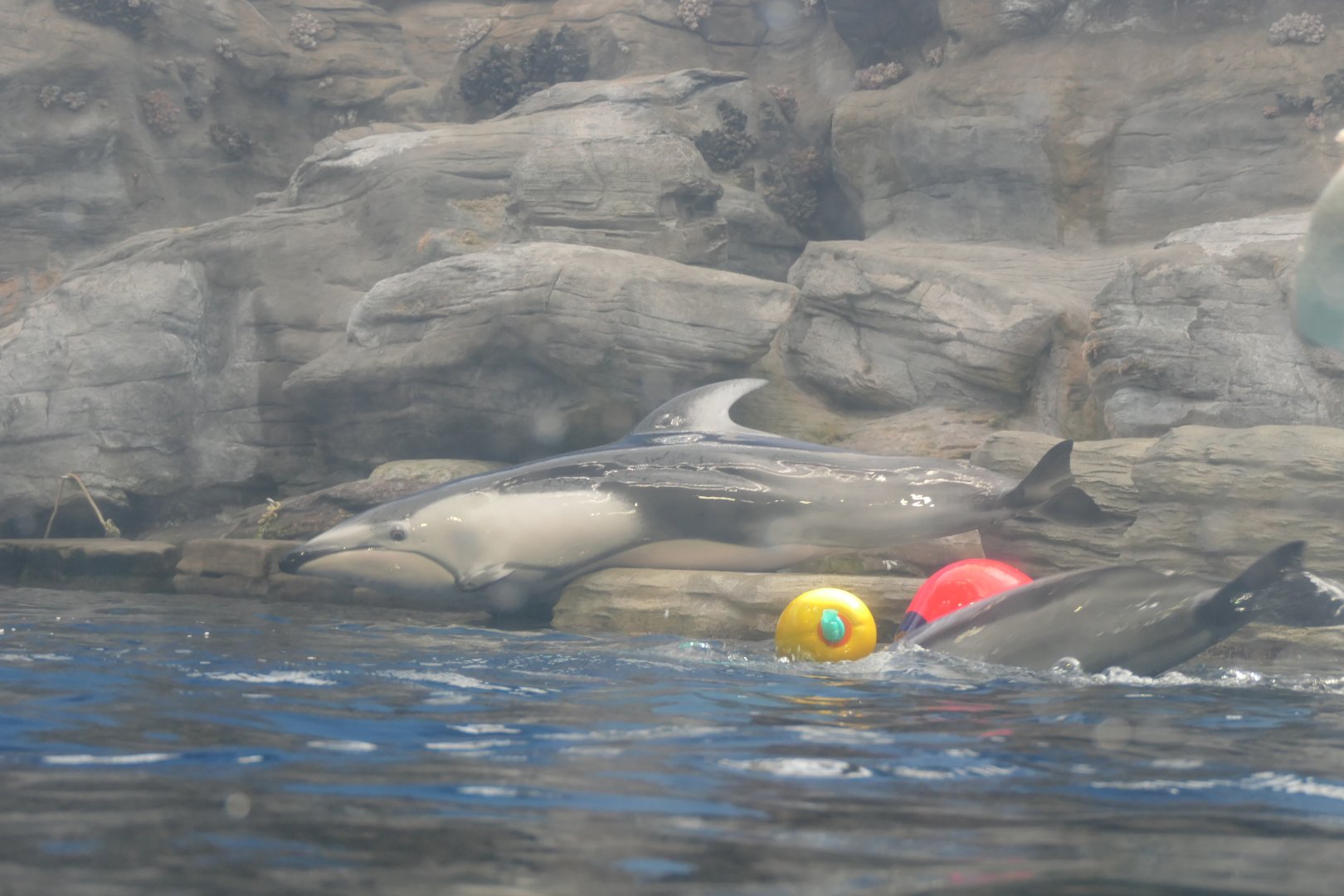 Pacific White-sided Dolphin (Sagmatias obliquidens)