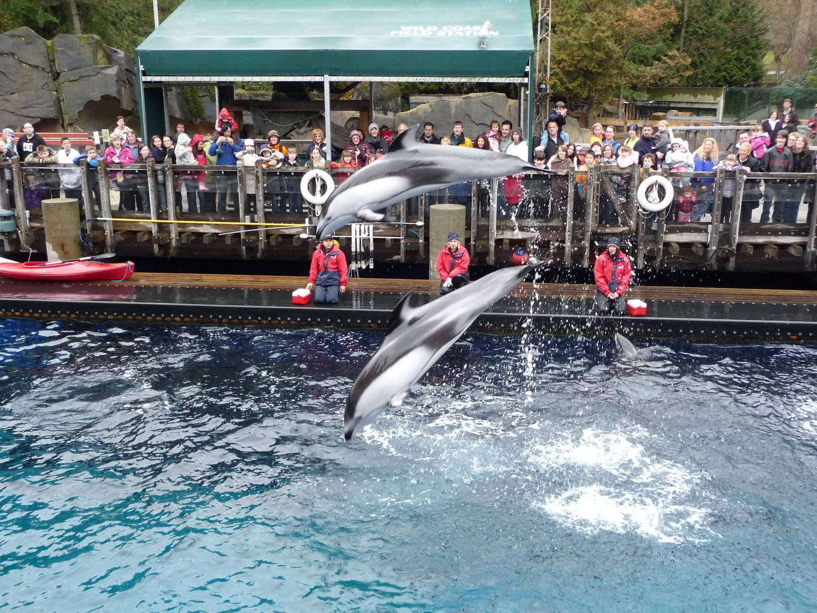 Pacific White-Sided Dolphin Show