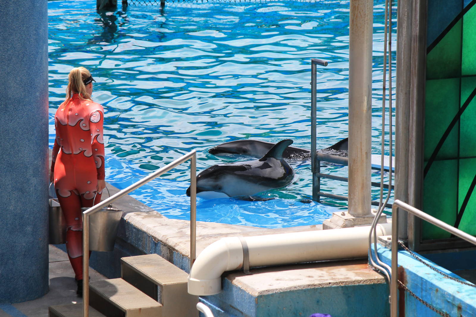 Pacific White-Sided Dolphin