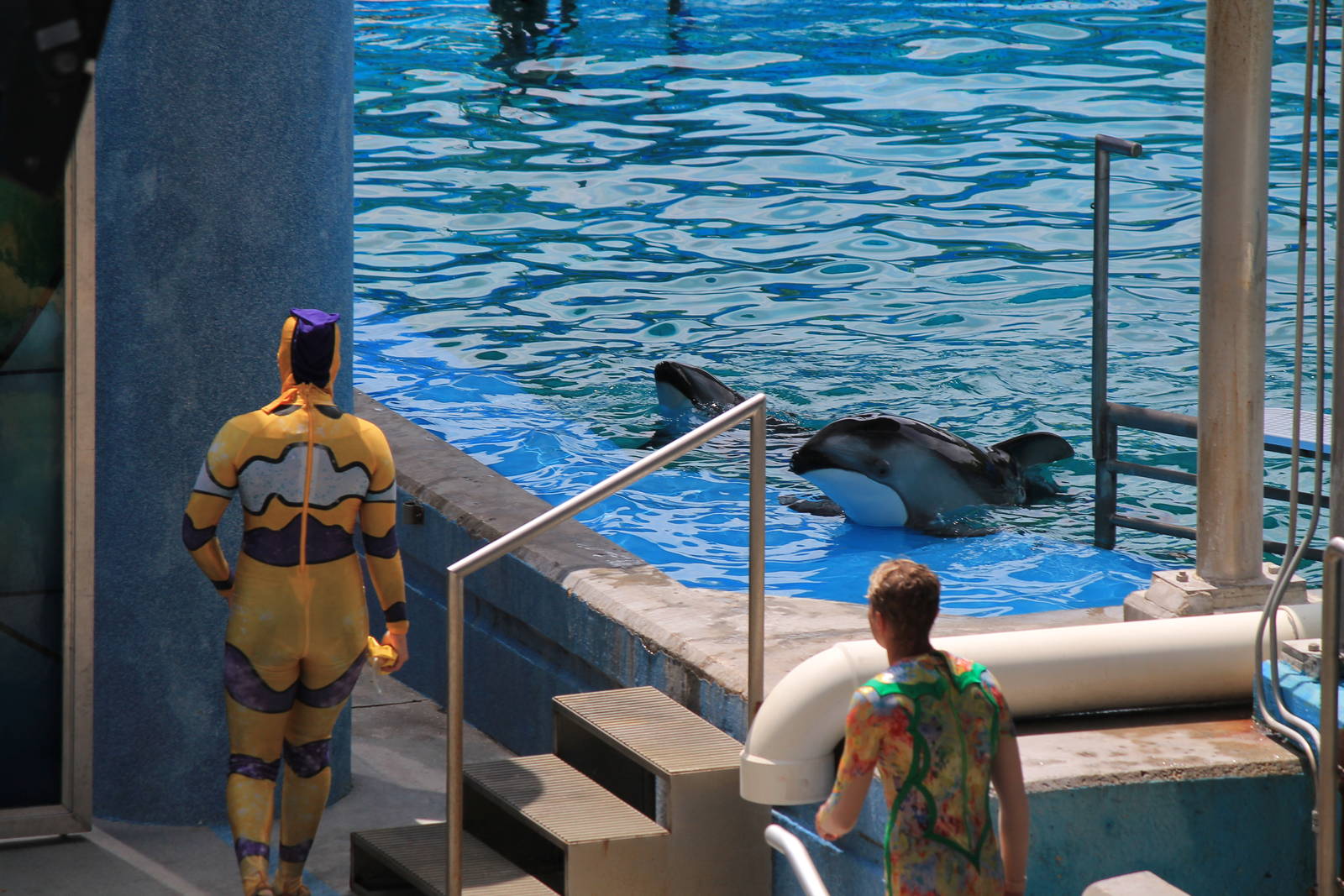 Pacific White-Sided Dolphin
