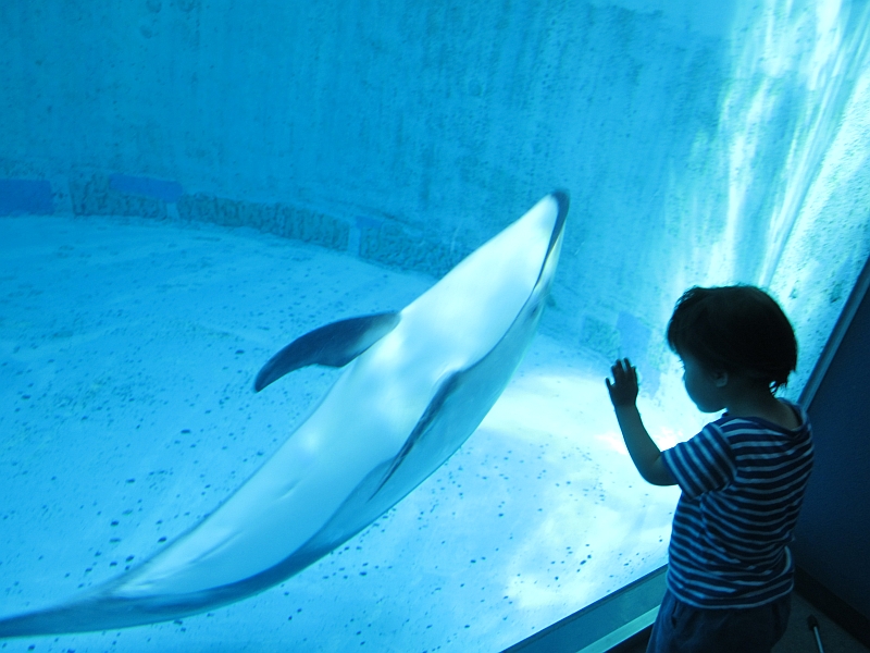 Pacific white sided dolphin