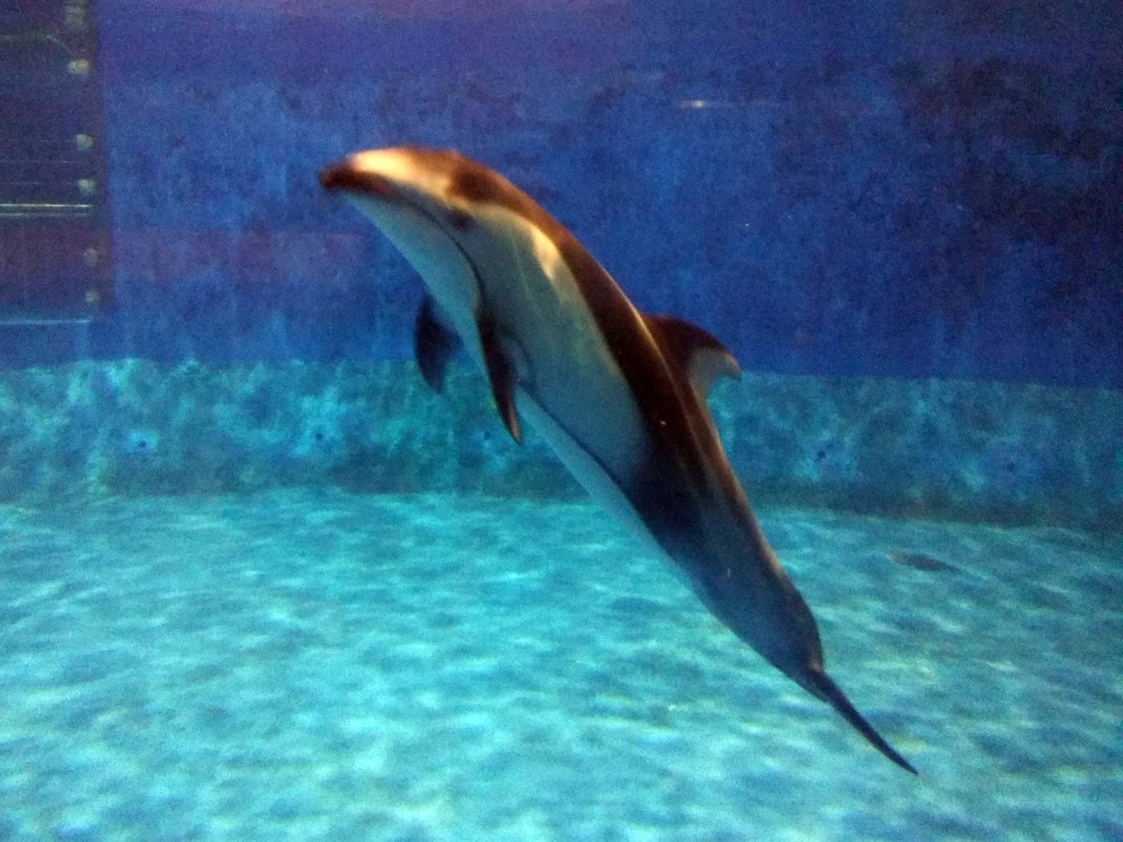 Pacific white-sided dolphin