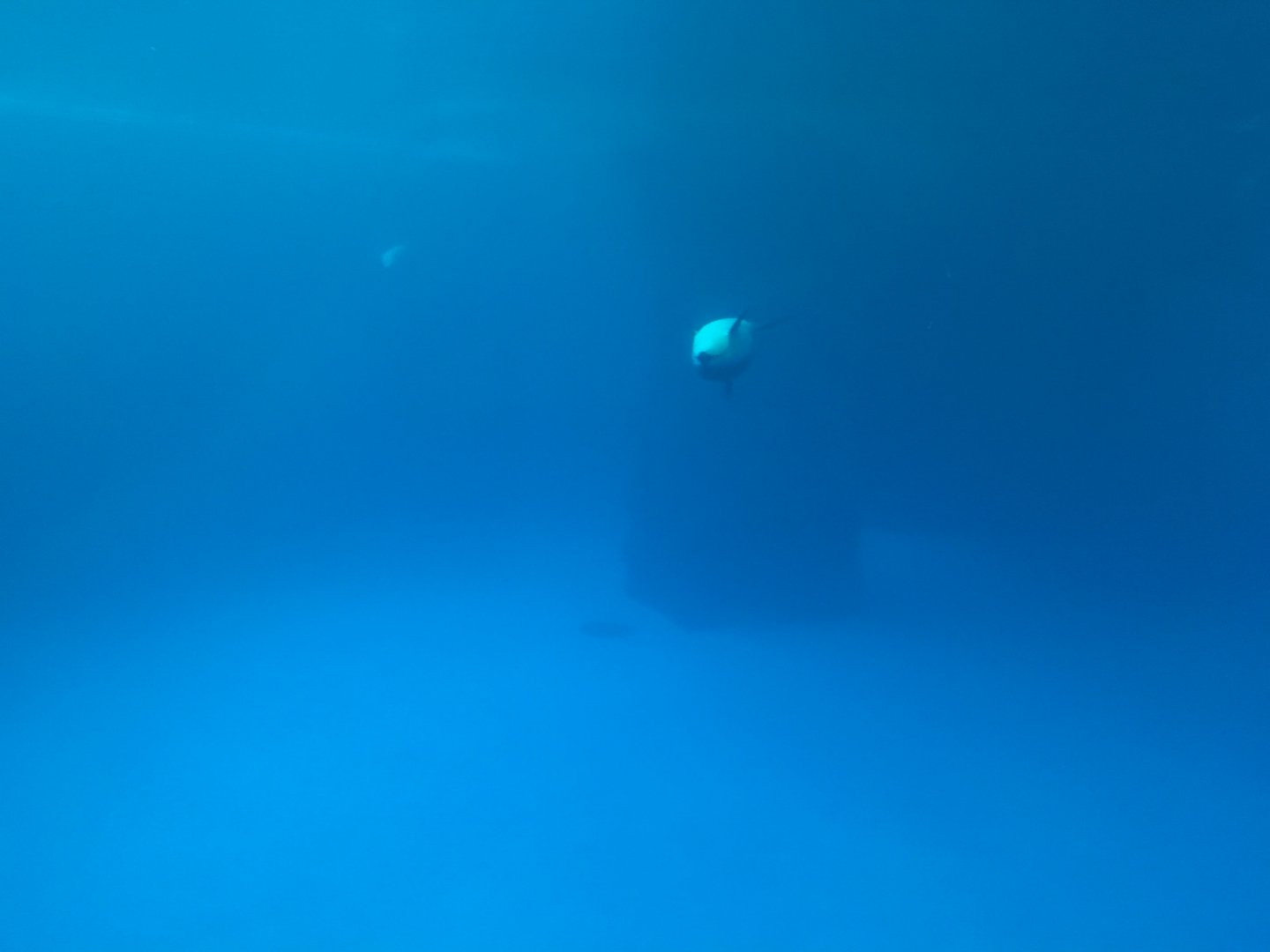 Pacific White-Sided Dolphin