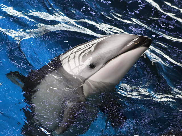 Pacific White-sided Dolphin