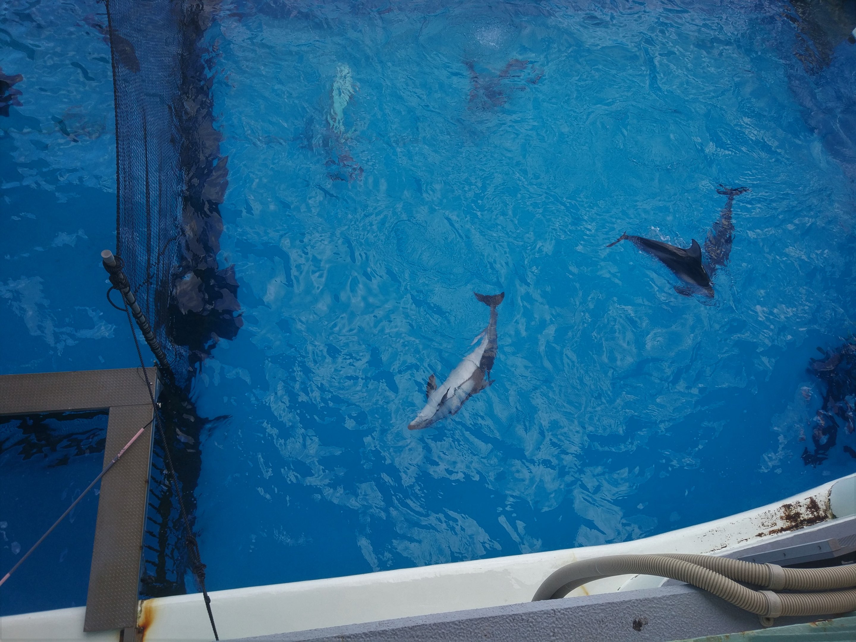 Pacific White-sided Dolphin