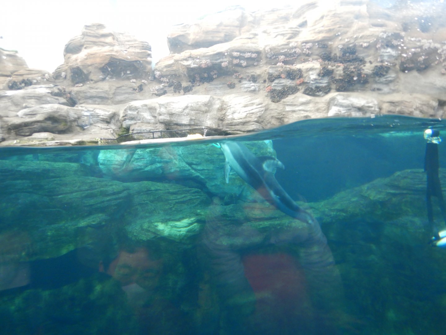 Pacific White-Sided Dolphin