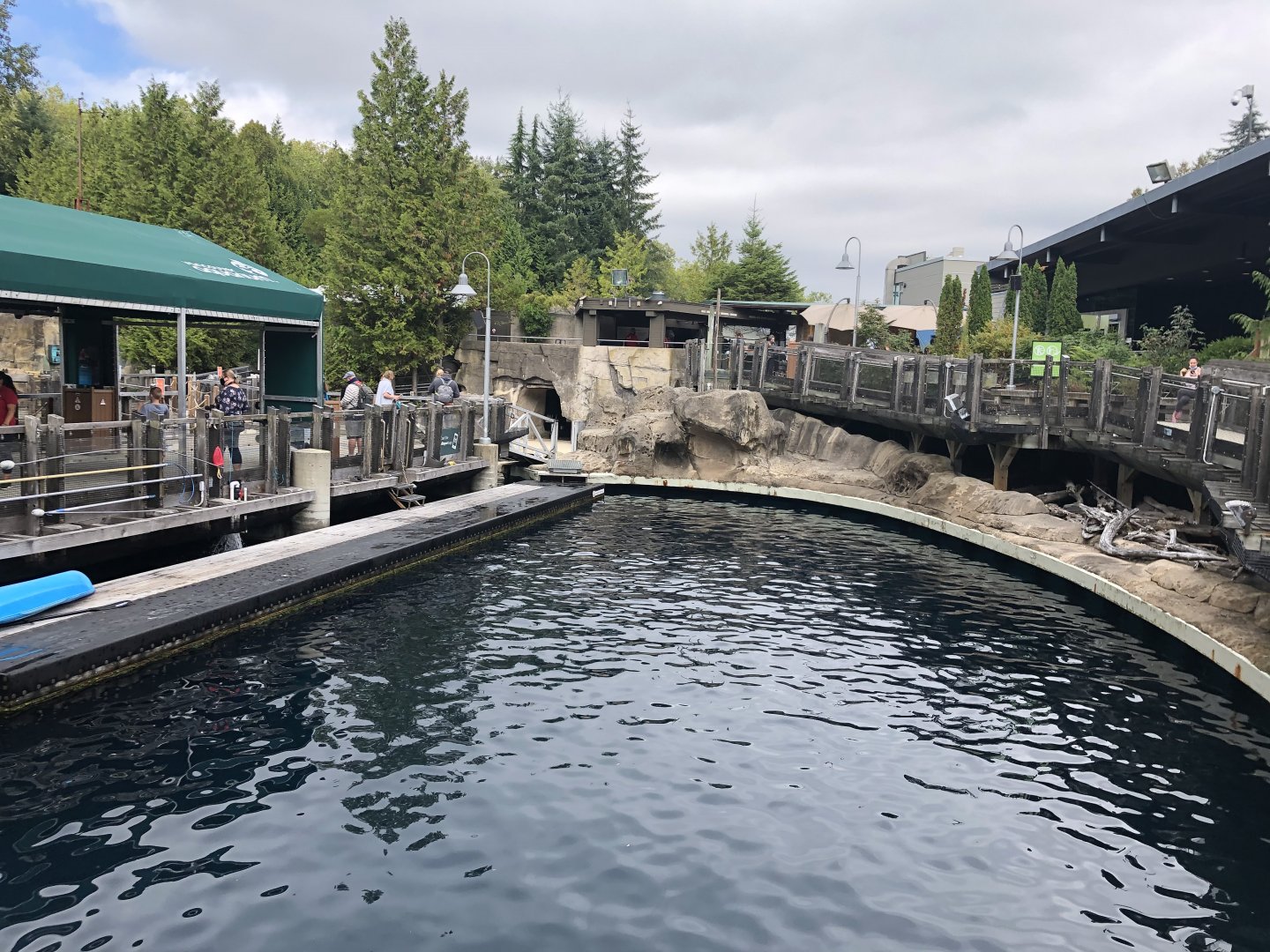 Pacific White-Sided Dolphin