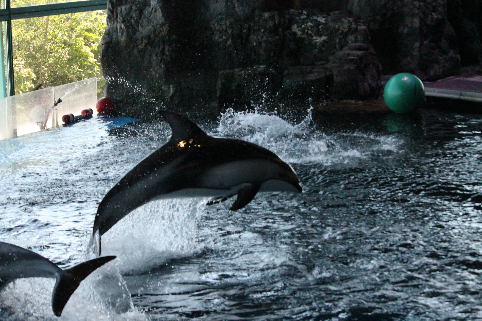 Pacific white sided dolphin