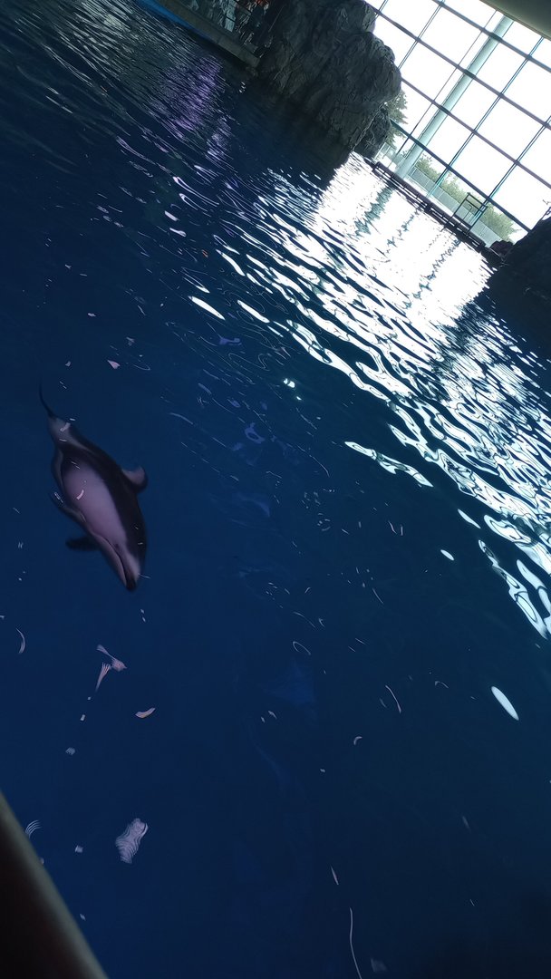 Pacific white sided dolphin