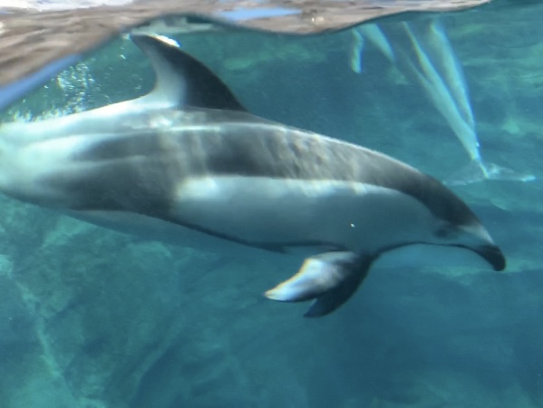 Pacific White-sided Dolphin