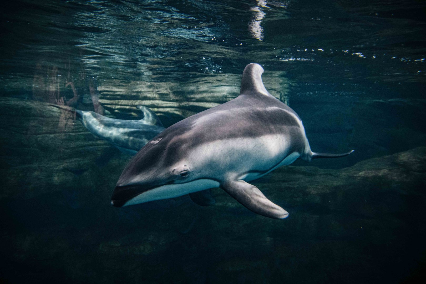Pacific White Sided Dolphin