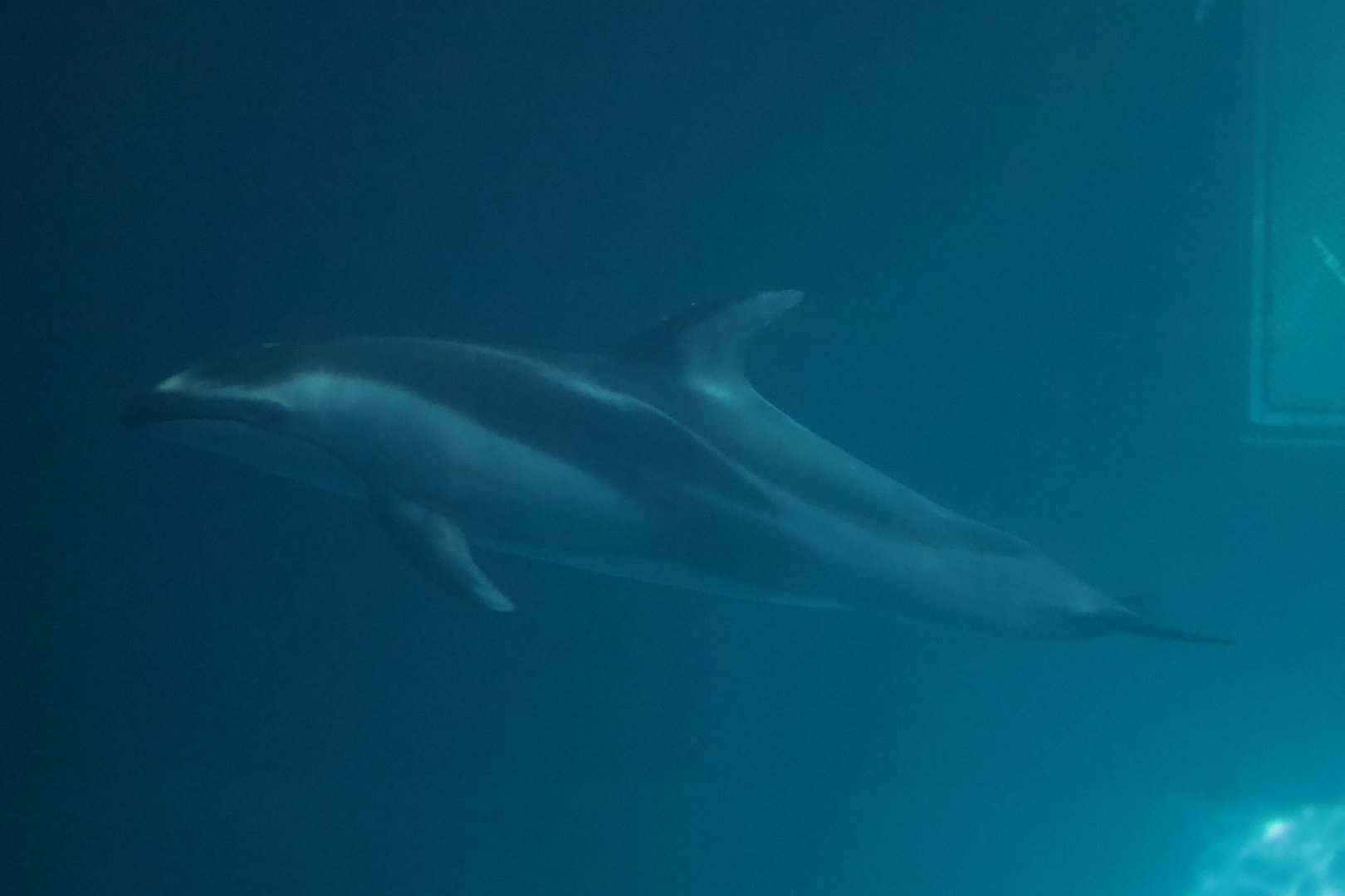 Pacific White-Sided Dolphine/ Lagenorhynchus obliquidens