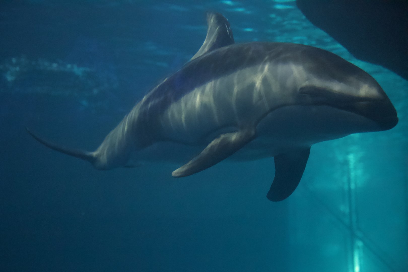 Pacific White-Sided Dolphine/ Lagenorhynchus obliquidens