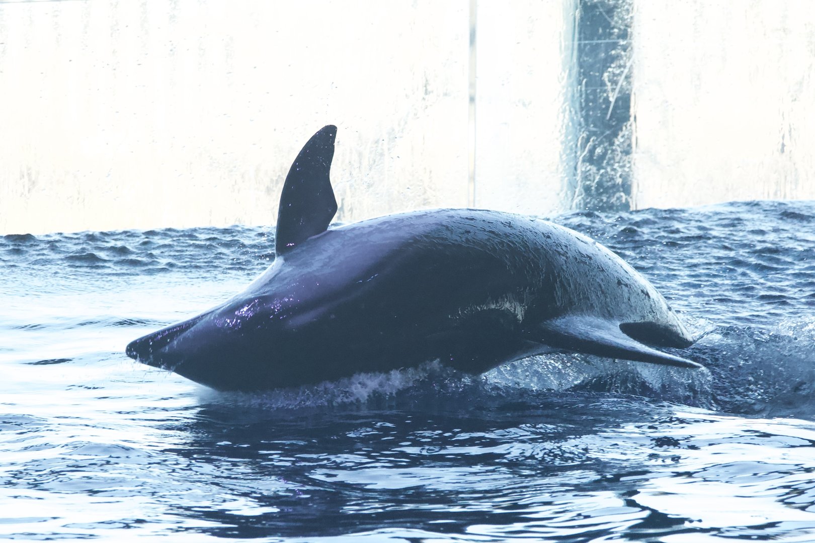 Pacific White-Sided Dolphine/ Lagenorhynchus obliquidens