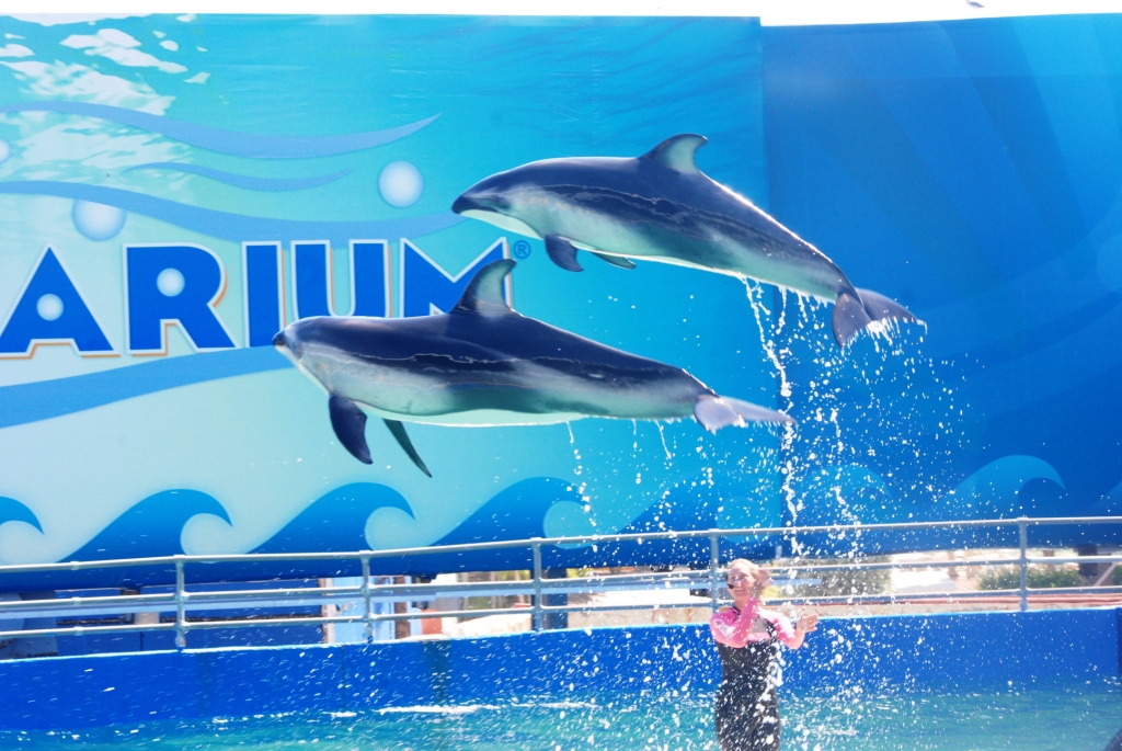 Pacific White-sided Dolphins at Miami Seaquarium, 16/10/13
