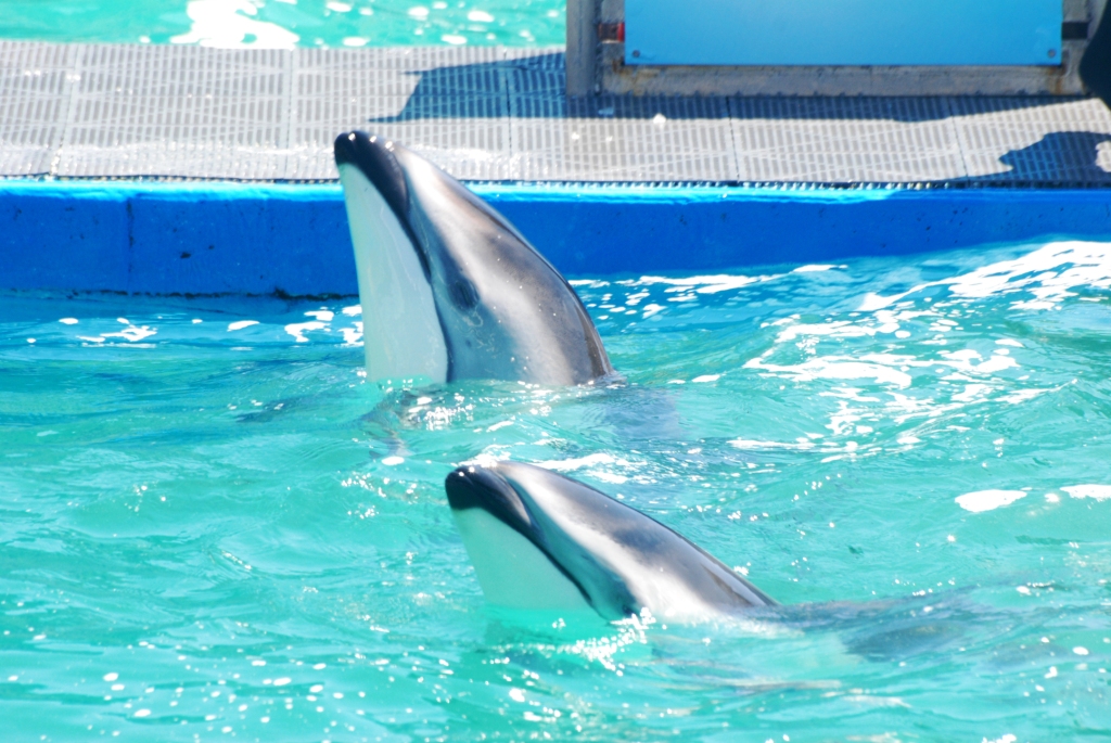 Pacific White-sided Dolphins at Miami Seaquarium, 16/10/13