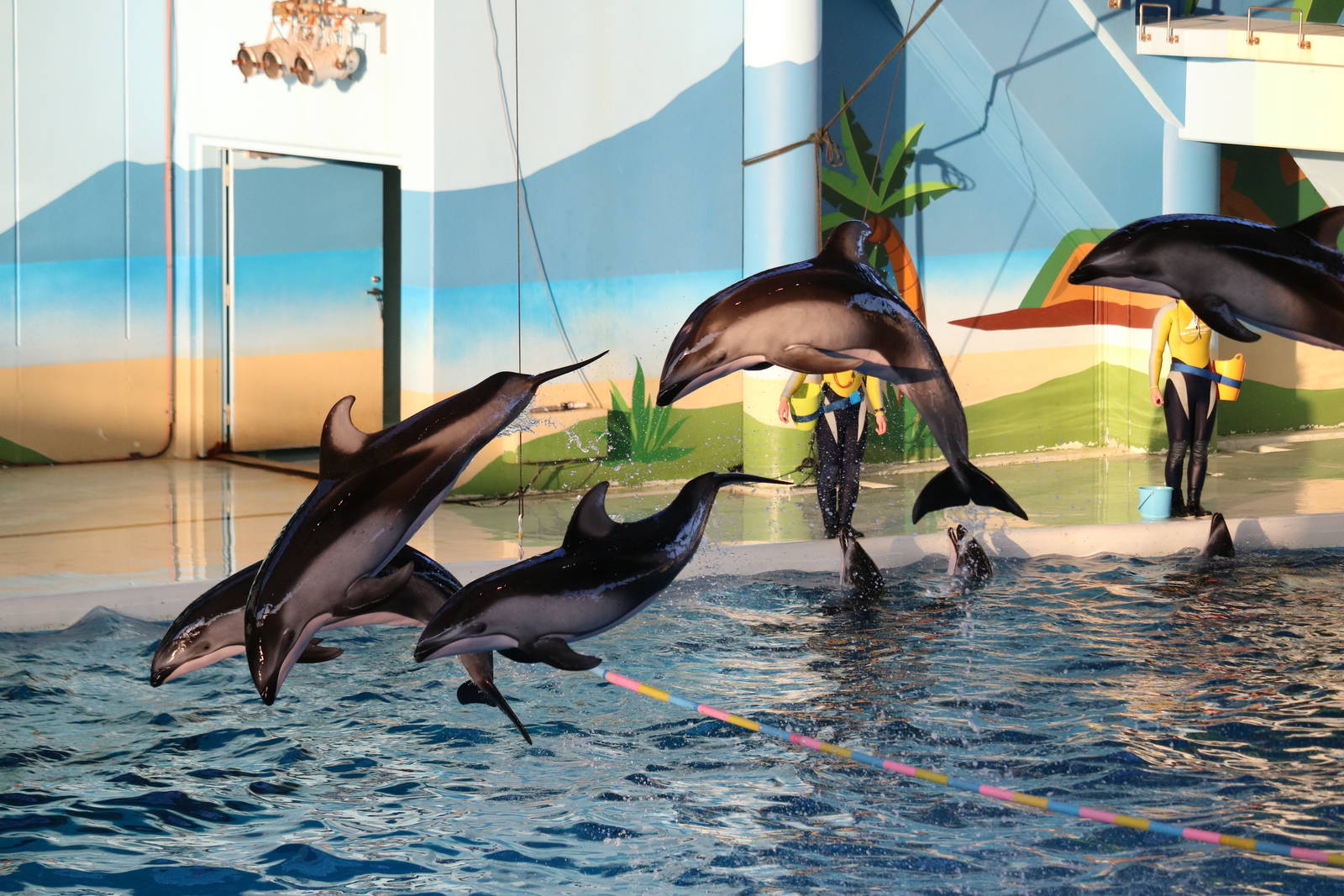 Pacific white-sided dolphins, February 2016