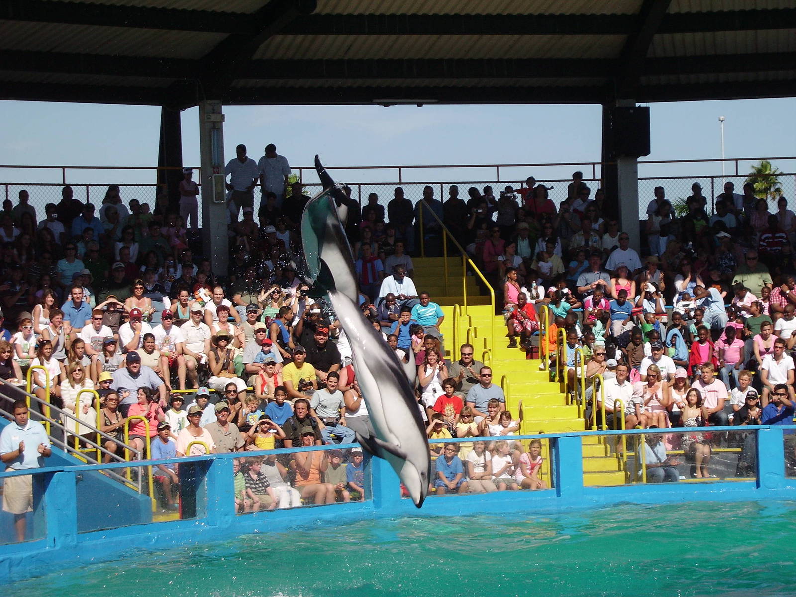 Pacific White-sided Dolphins - Miami Seaquarium