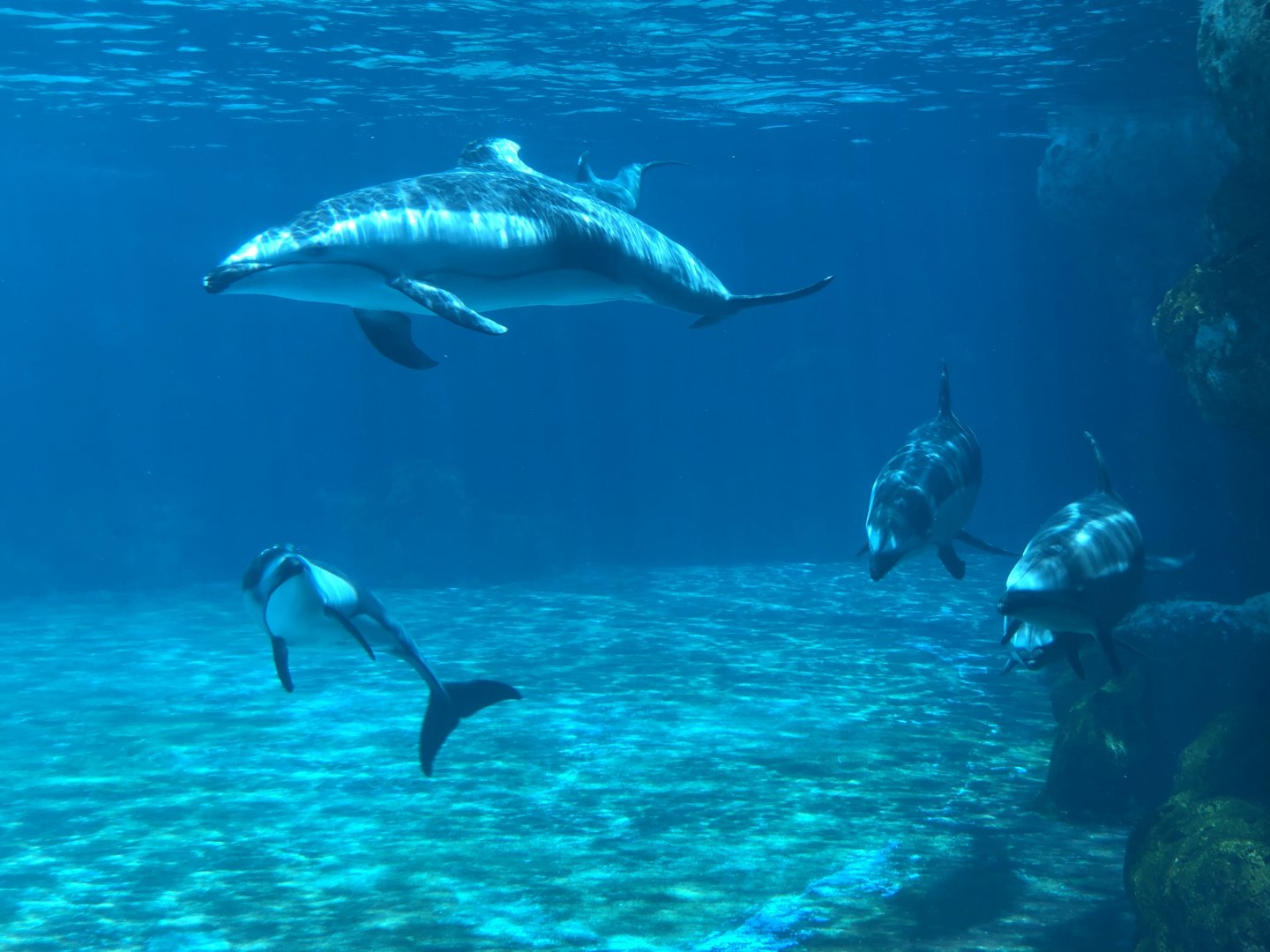 Pacific White-Sided Dolphins
