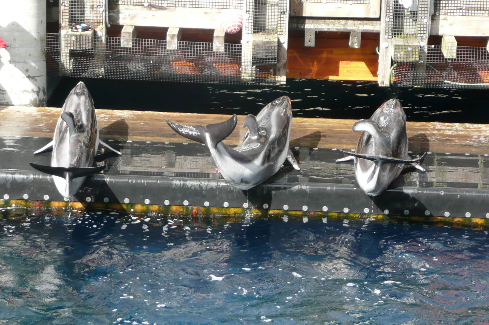 Pacific White-Sided Dolphins