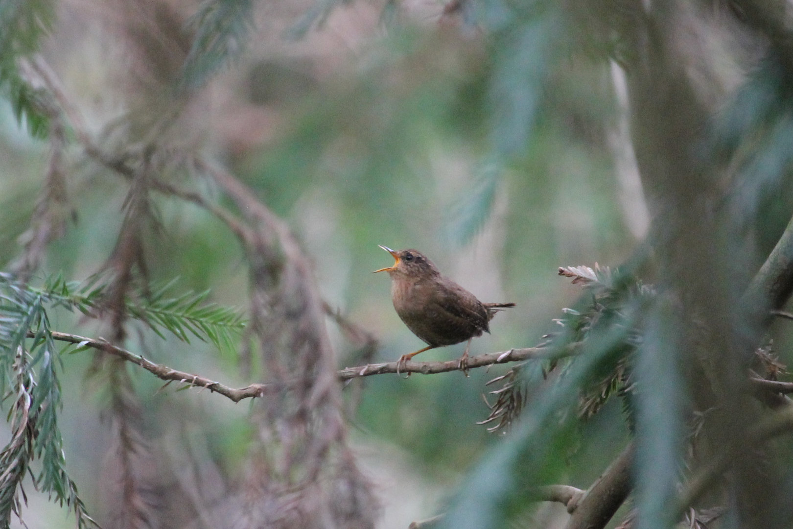 Pacific Wren (Troglodytes pacificus)