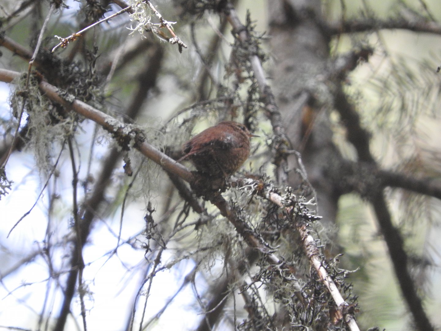 Pacific Wren