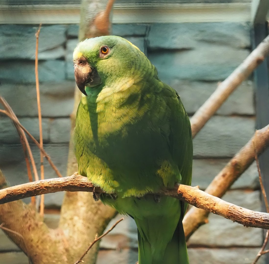 Pacific Yellow-naped amazon (Amazona auropalliata auropalliata), 2024-05-22