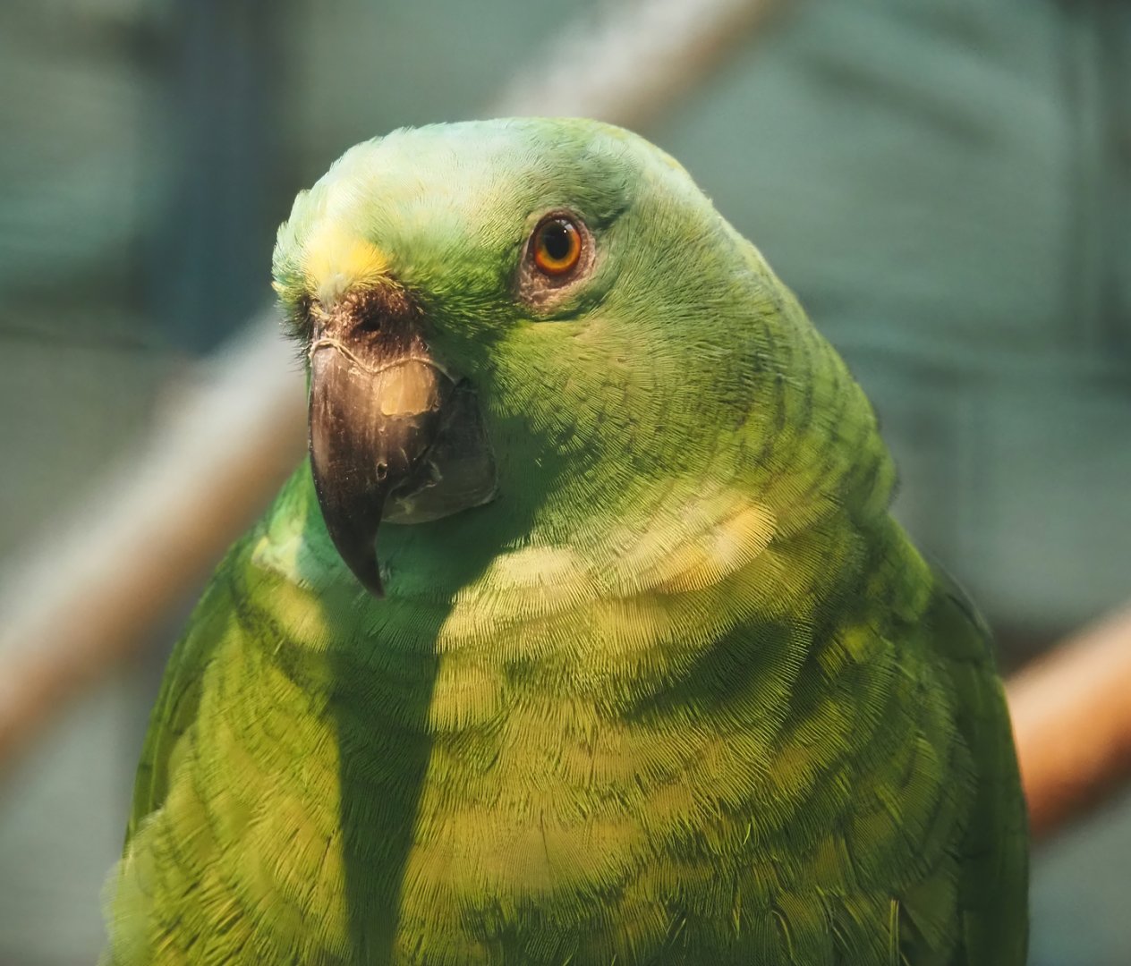 Pacific Yellow-naped amazon (Amazona auropalliata auropalliata), 2024-05-22