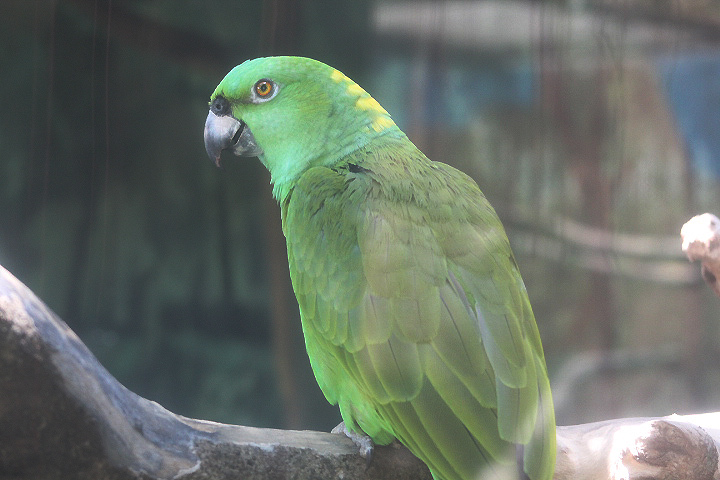 Pacific yellow-naped amazon (Amazona auropalliata auropalliata)