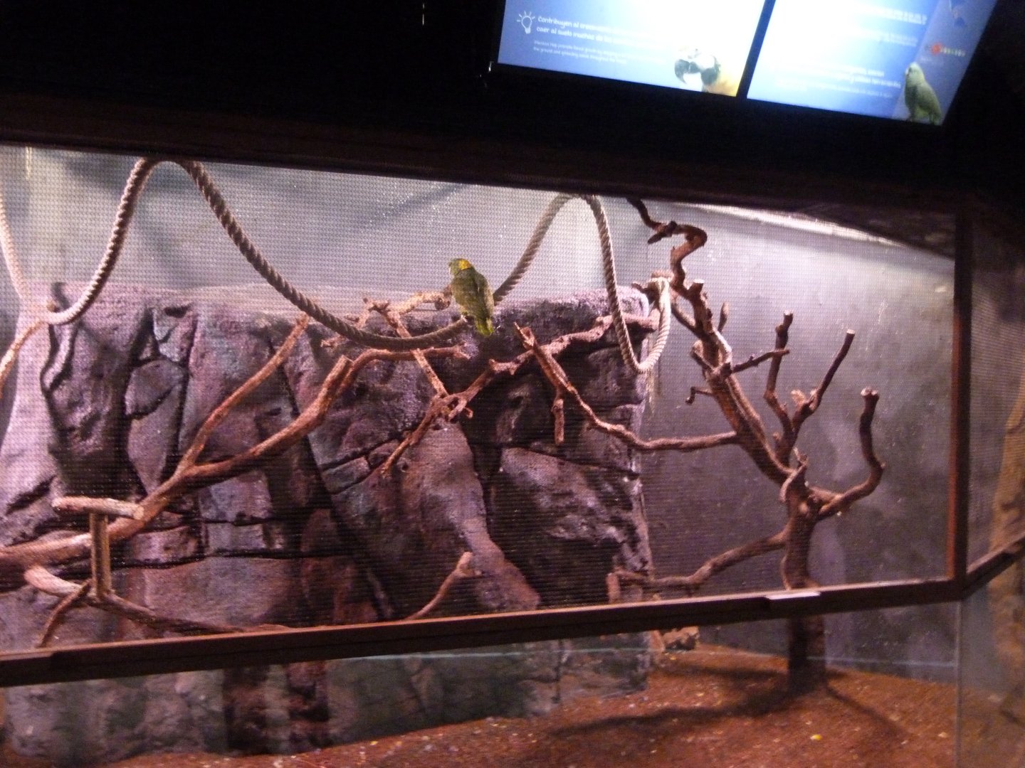 Pacific yellow-naped amazon exhibit -Faunia (2025)