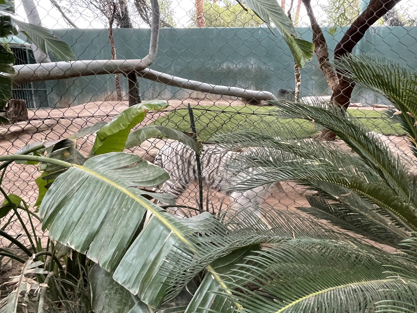 Pacing “White” Tiger