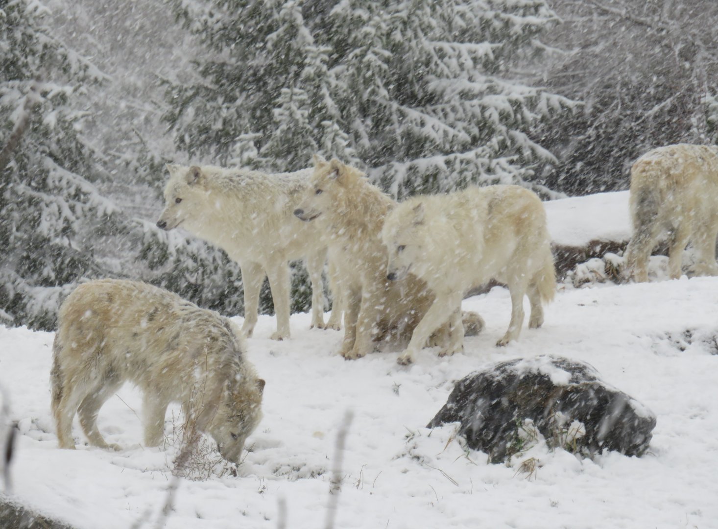 Pack of arctic wolves in the snow