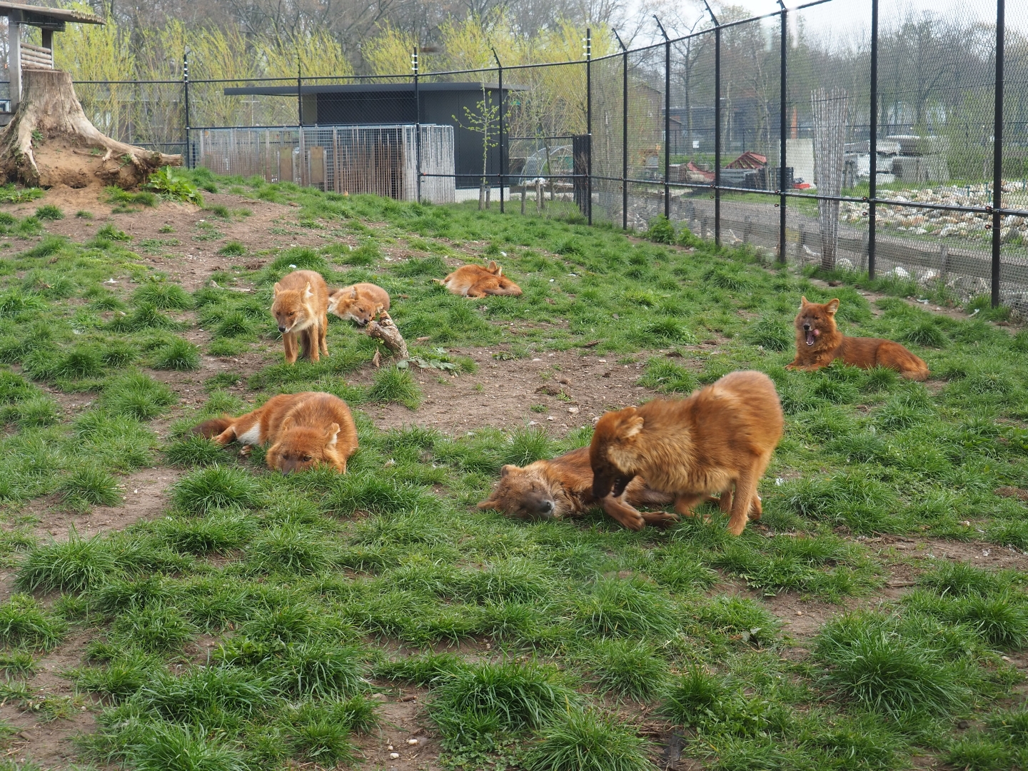 Pack of Chinese dholes (Cuon alpinus lepturus), 2019-04-06