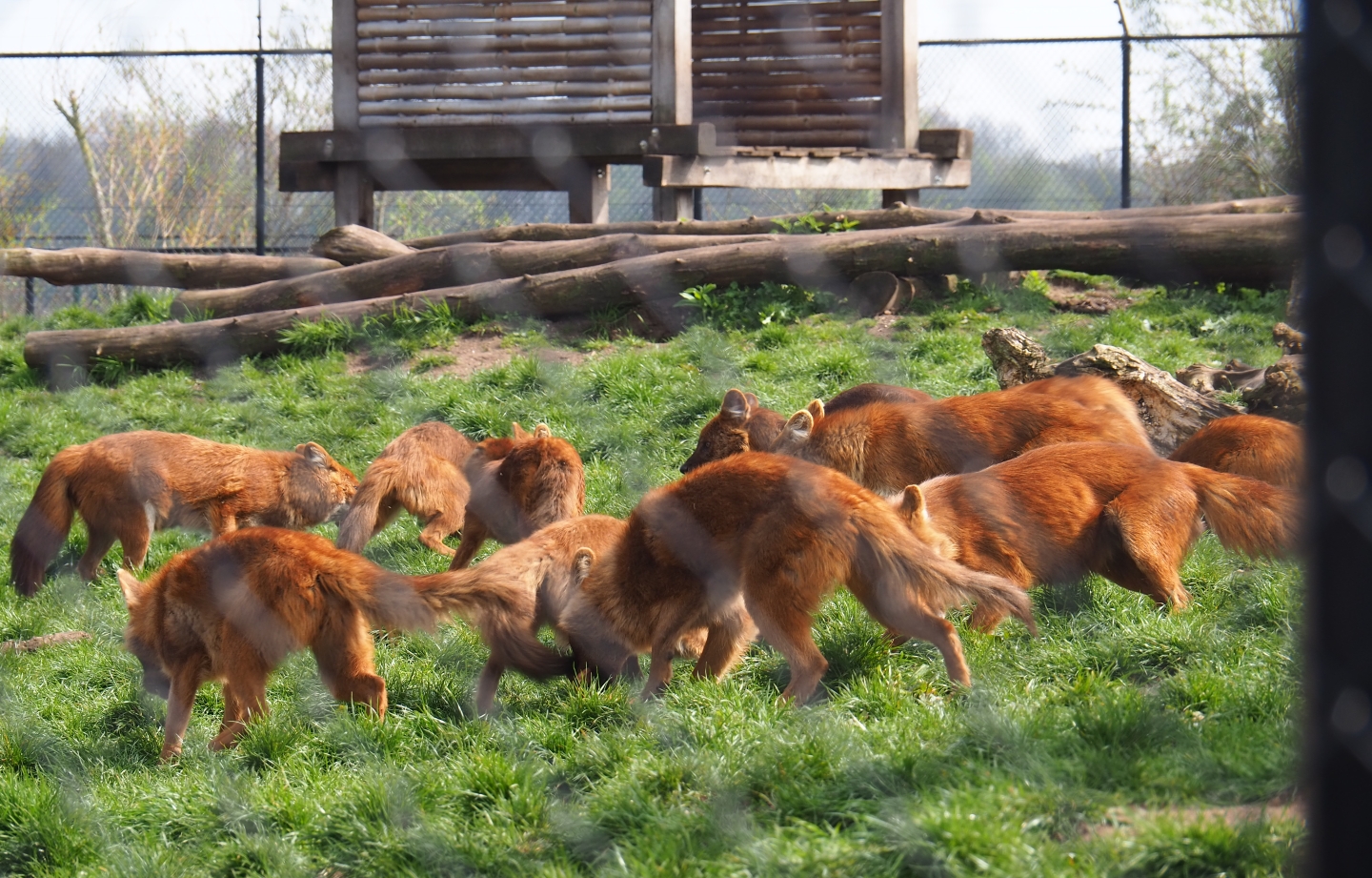 Pack of Chinese dholes (Cuon alpinus lepturus) feeding, 2019-04-06