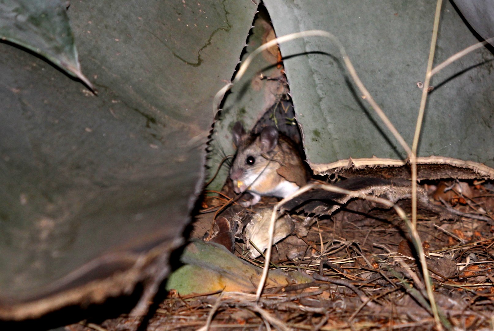 Pack Rat (Neotoma sp.) Species level ID?