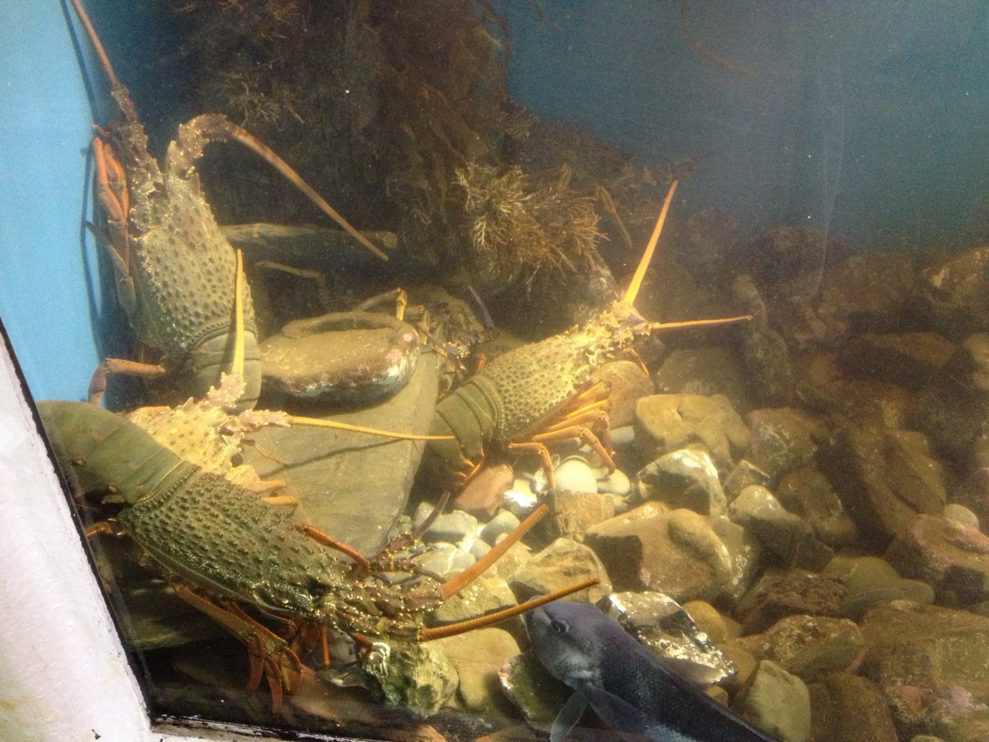 Packhorse Crayfish (Sagmariasus verreauxi) & Blue Cod (Parapercis colias)