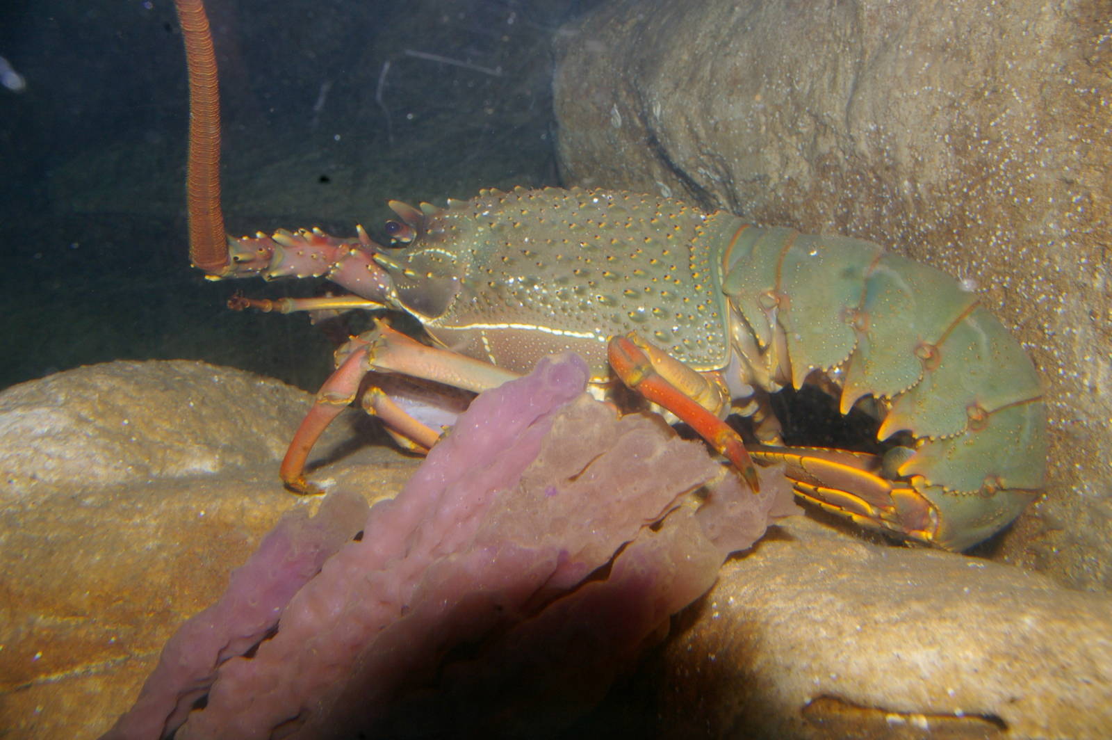 packhorse crayfish (Sagmariasus verreauxi)