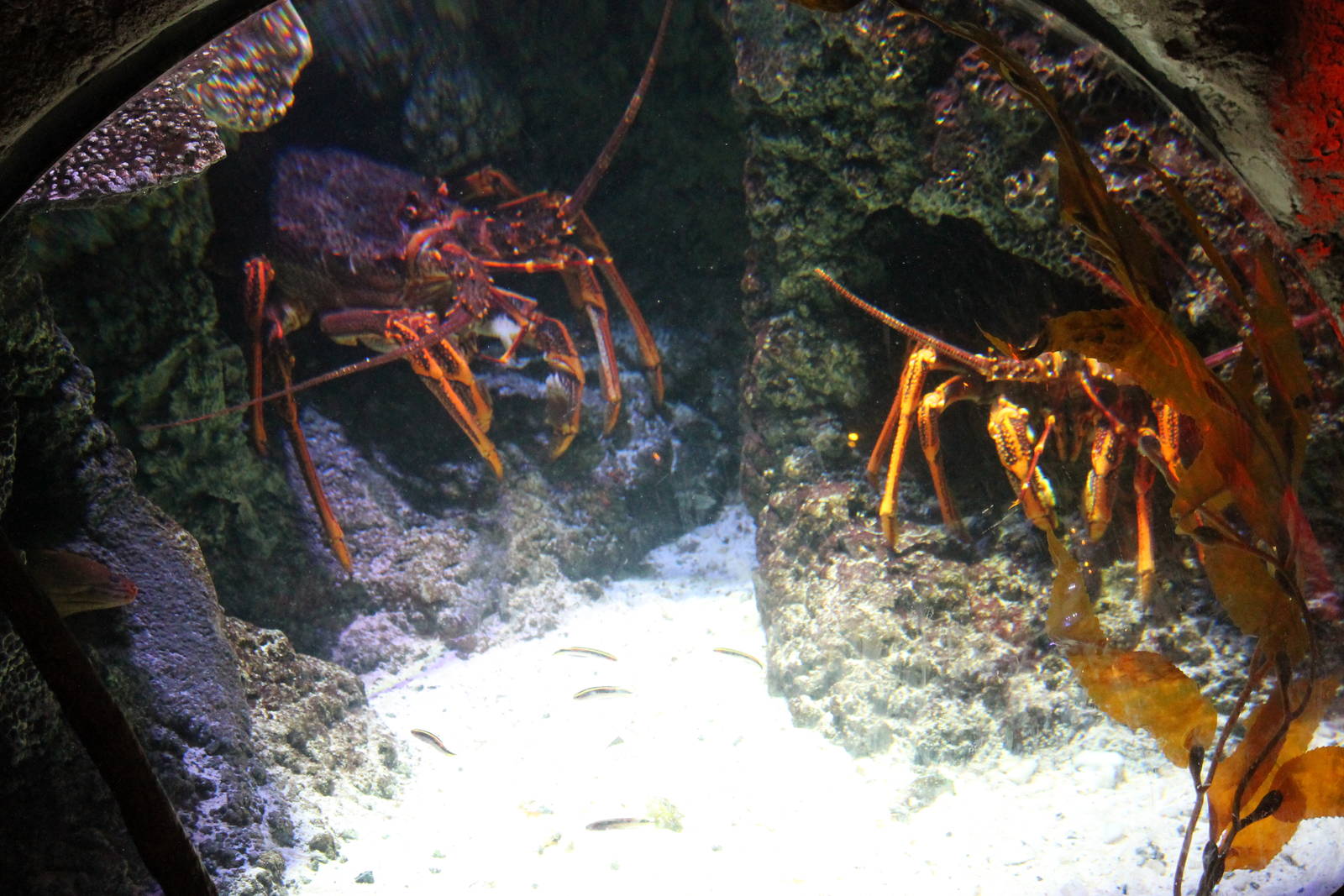 packhorse crayfish (Sagmariasus verreauxi)