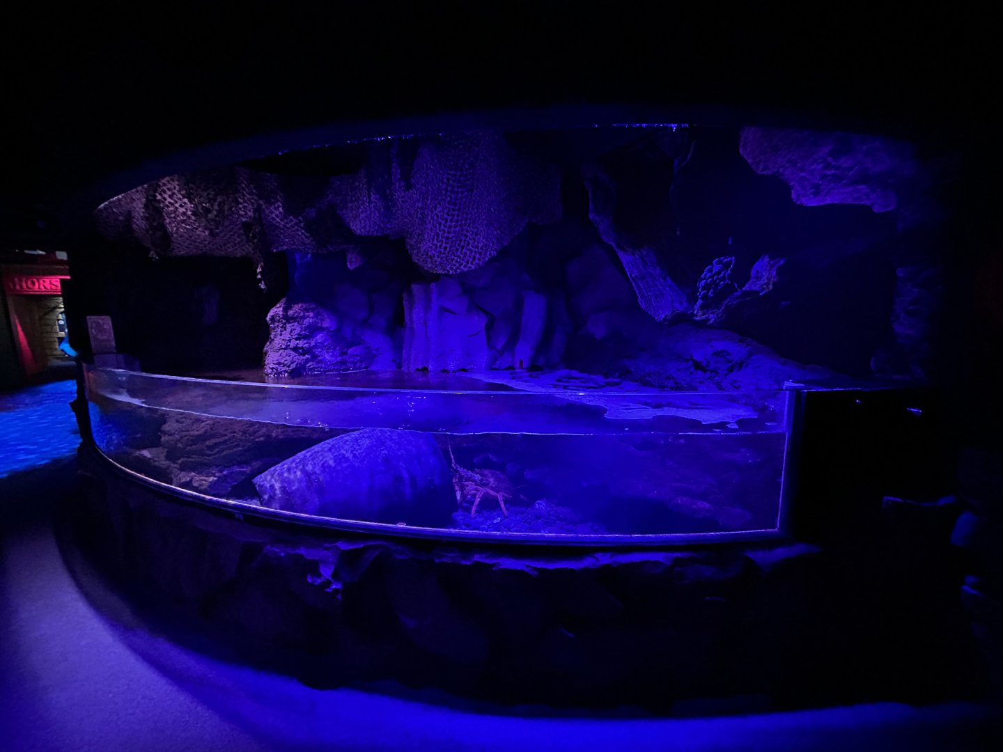 Packhorse Lobster Exhibit