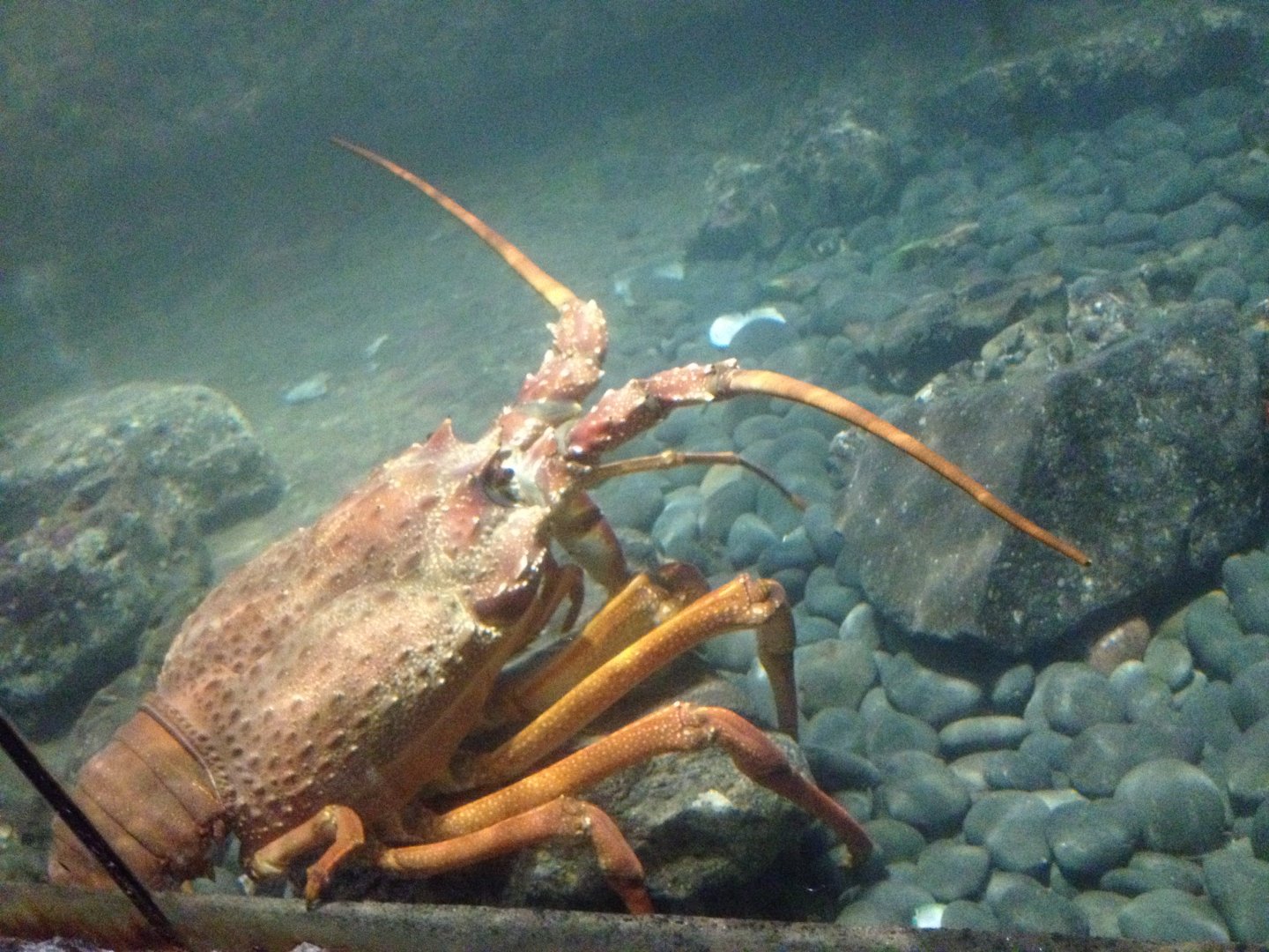Packhorse Lobster (Sagmariasus verreauxi)