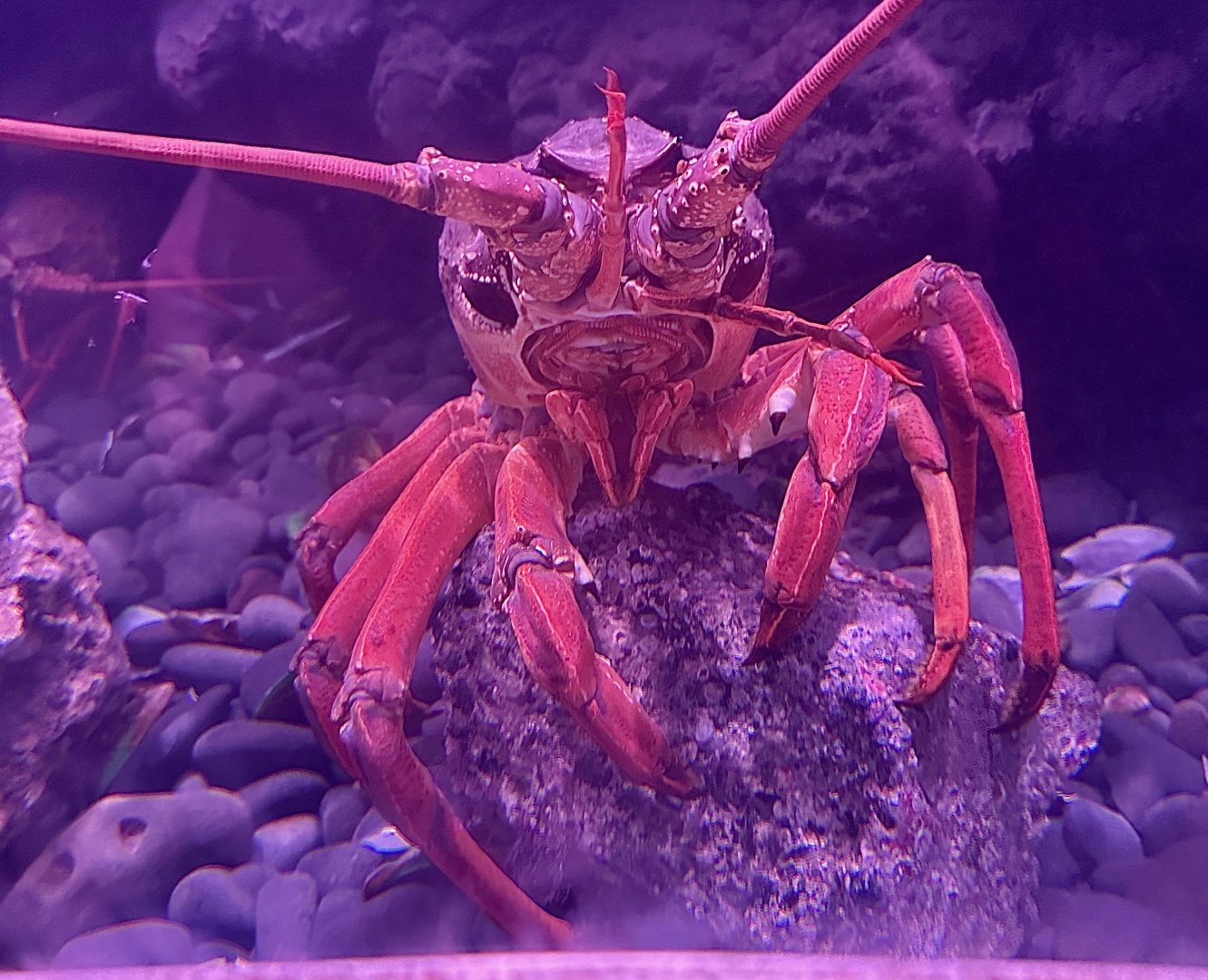 Packhorse lobster (Sagmariasus verreauxi)