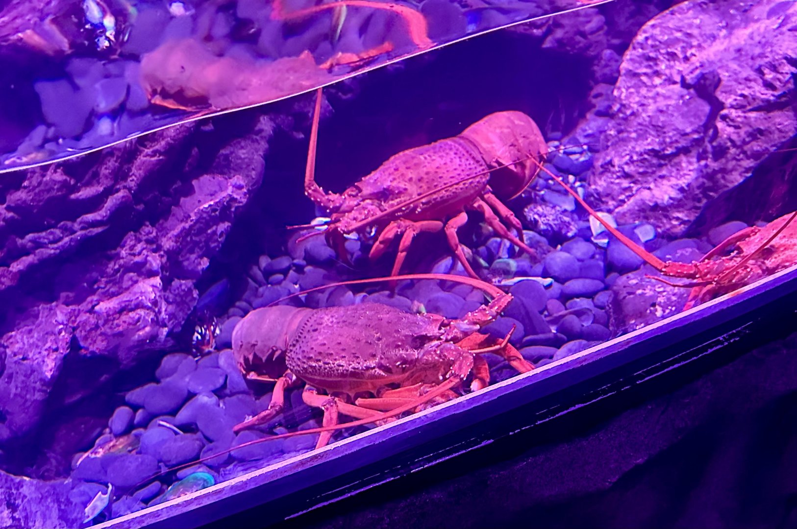 Packhorse lobster (Sagmariasus verreauxi)