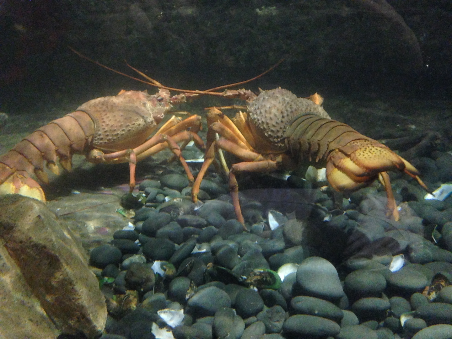 Packhorse Lobsters - Kelly Tarlton's 2015