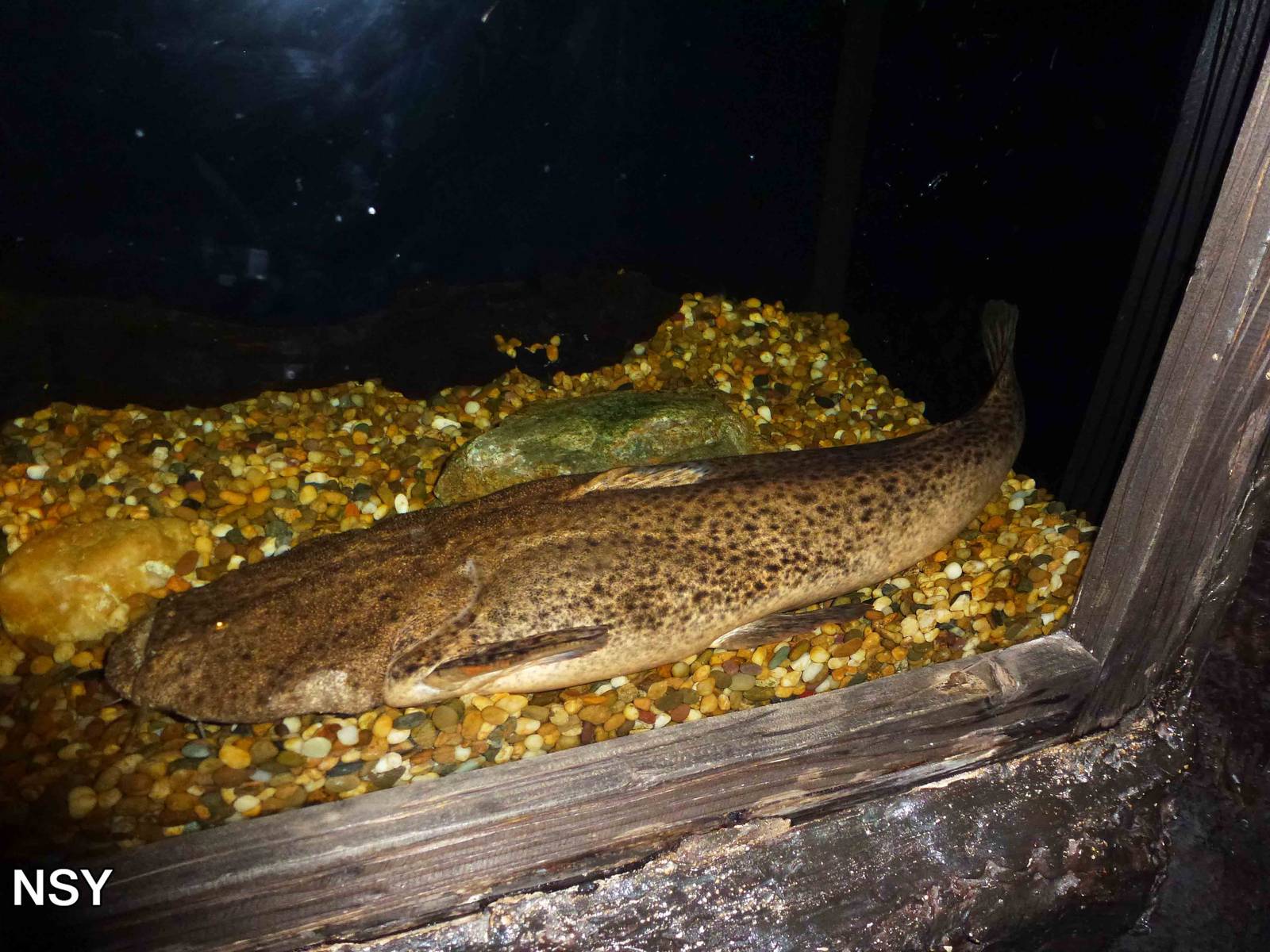 Pacman catfish, June 2013.