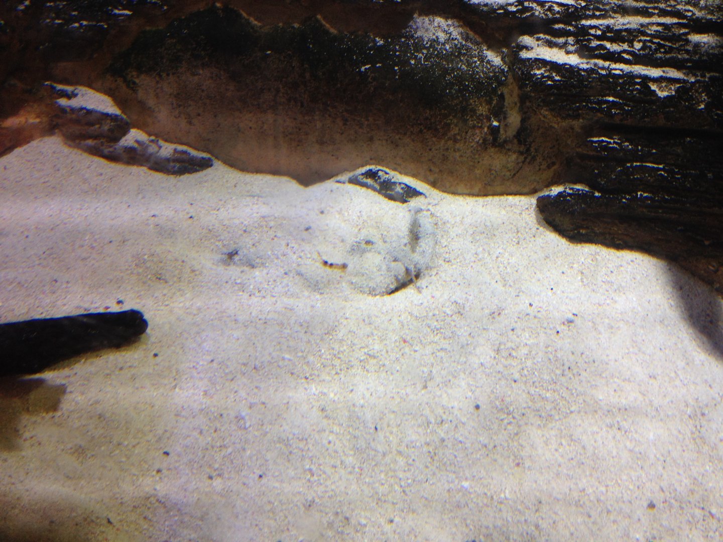 Pacman Catfish (Lophiosilurus alexandri)