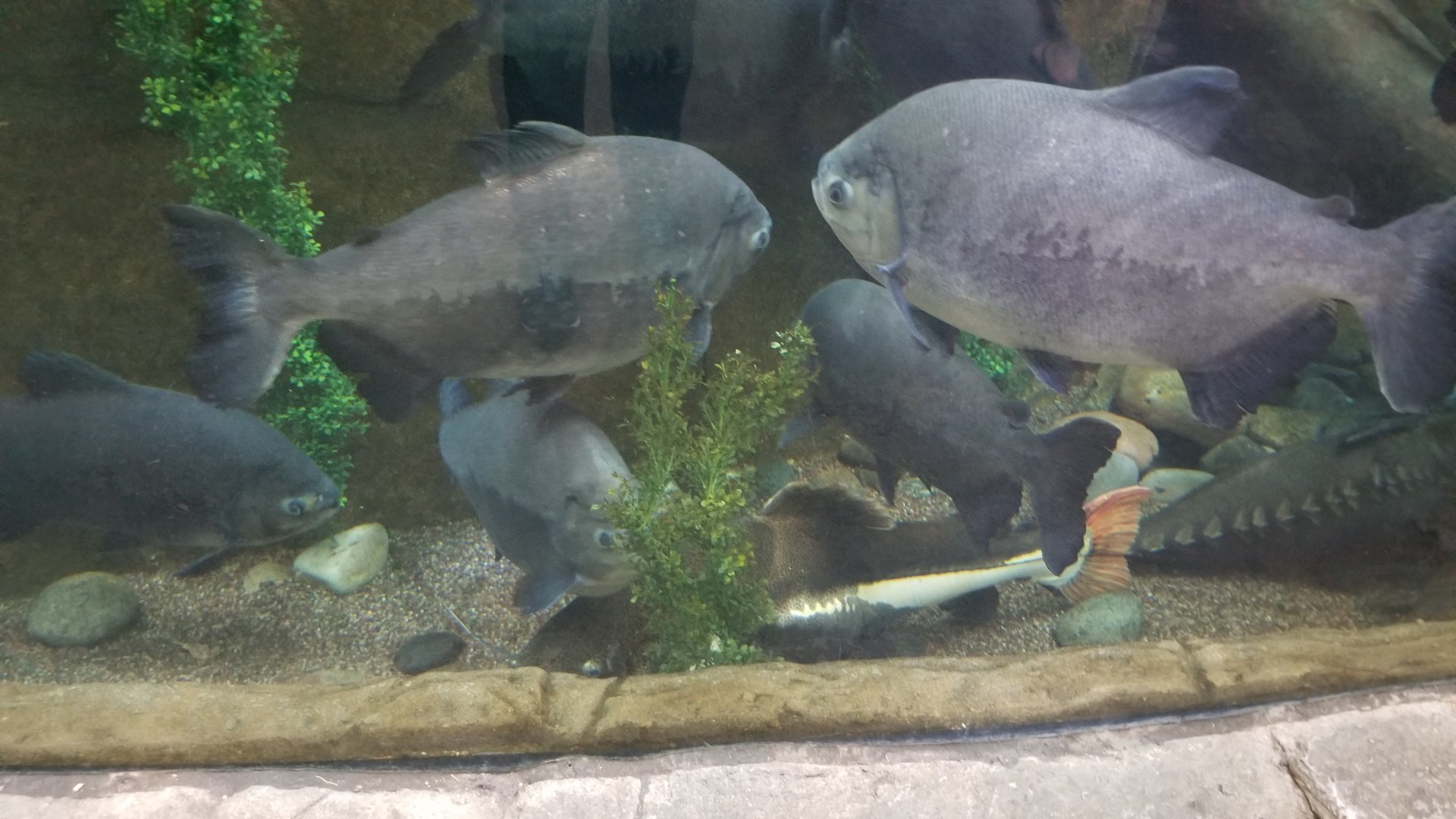 Paco, redtail catfish