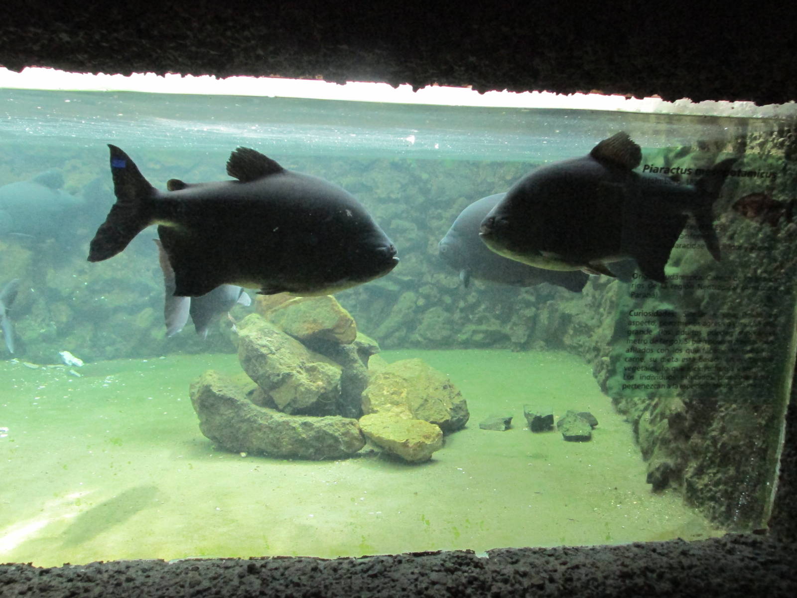 pacu acuario mendoza