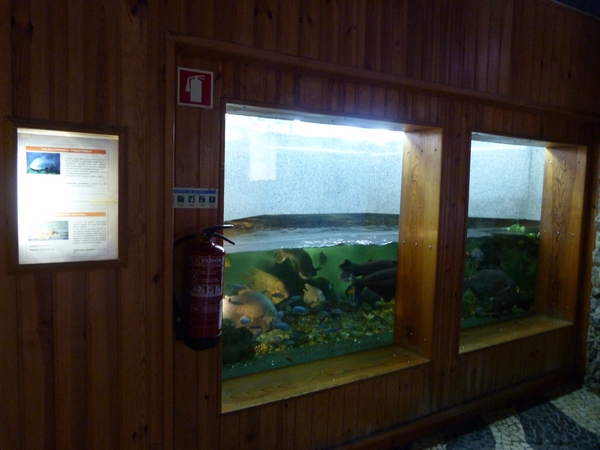 Pacu and catfish tank