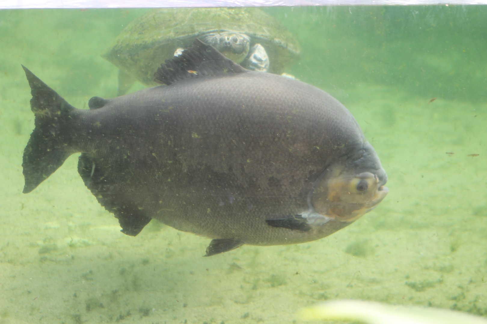 Pacu and turtle