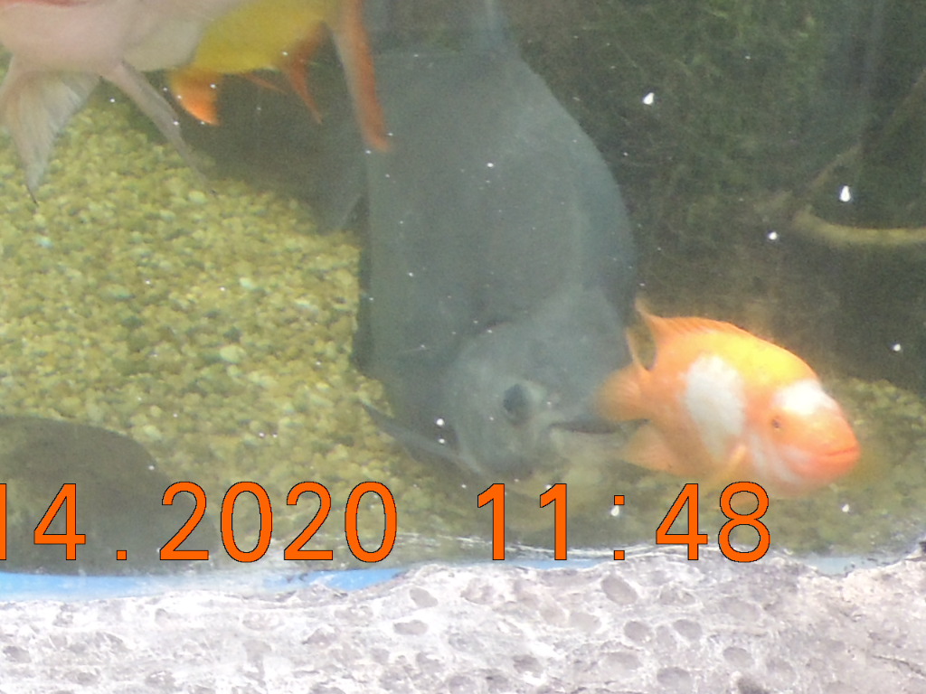 pacu and unknown fish